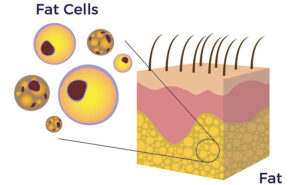 fat cell