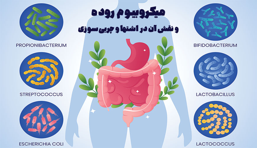 میکروبیوم روده